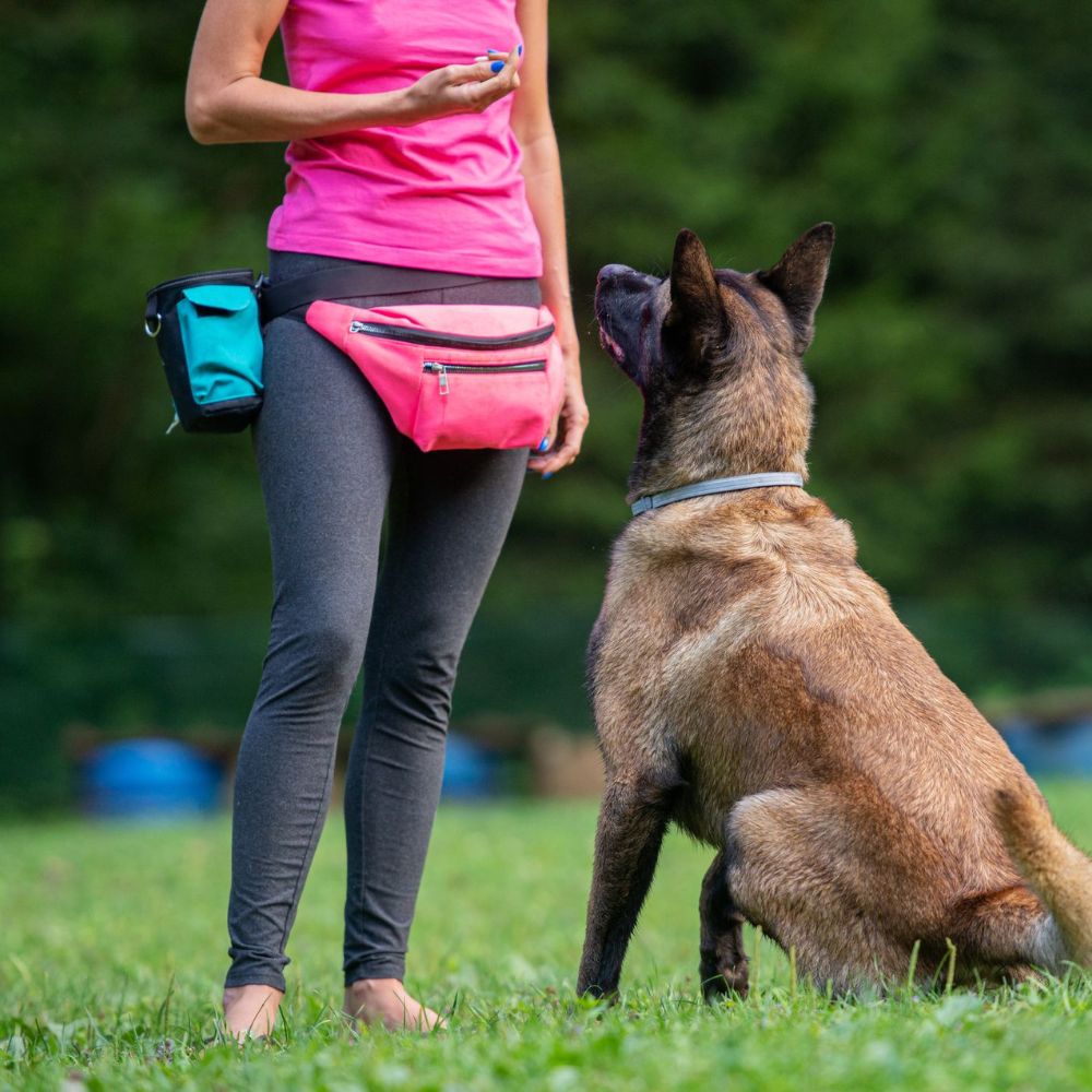 Training & Behavior Aids