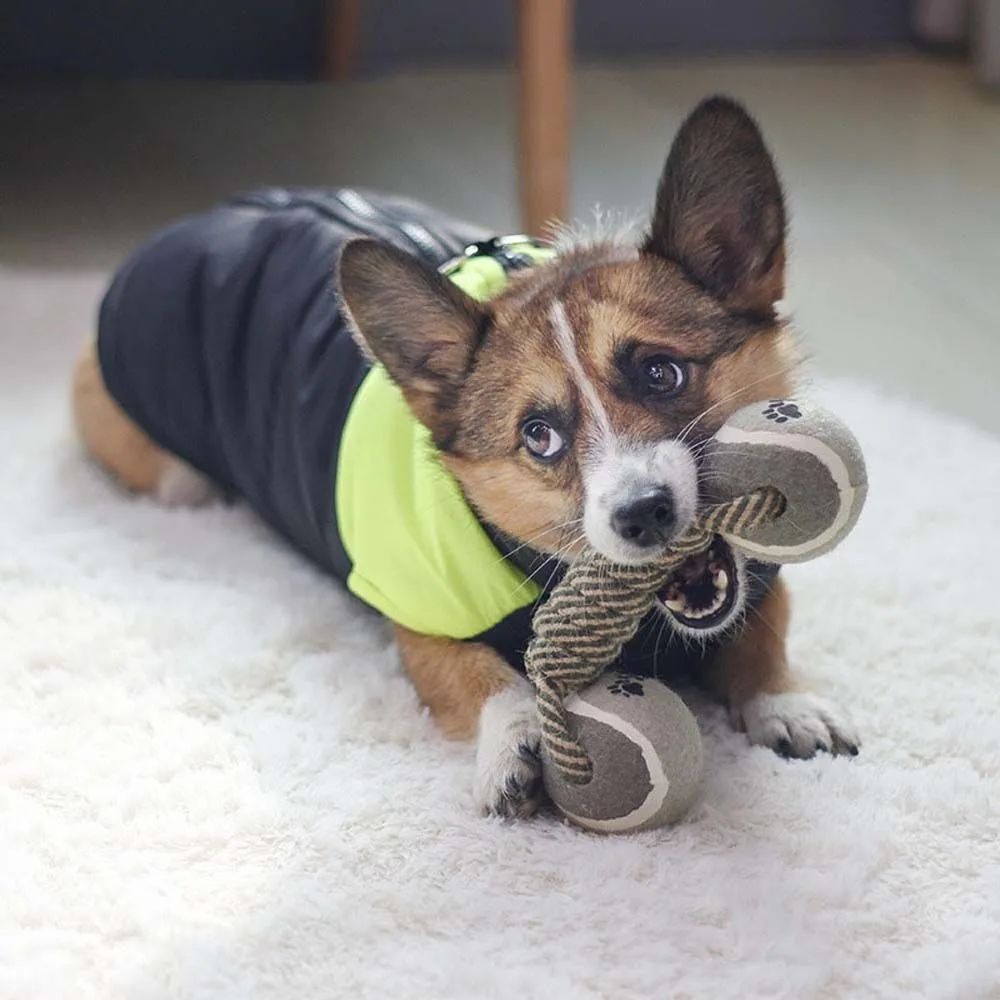Dog Chew Toy Cotton Rope Tennis Dumbbell Rubber Ball Interactive Toy