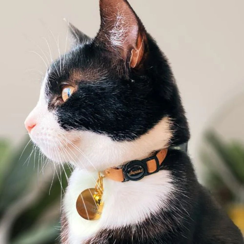 Calico cat wearing a collar with a tag, looking to the side.