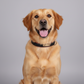 Breathable Cotton Dog Collar Adjustable Soft Comfortable Pet Neck Collar