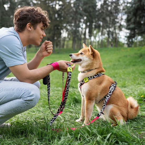 Person with a dog on a grassy field