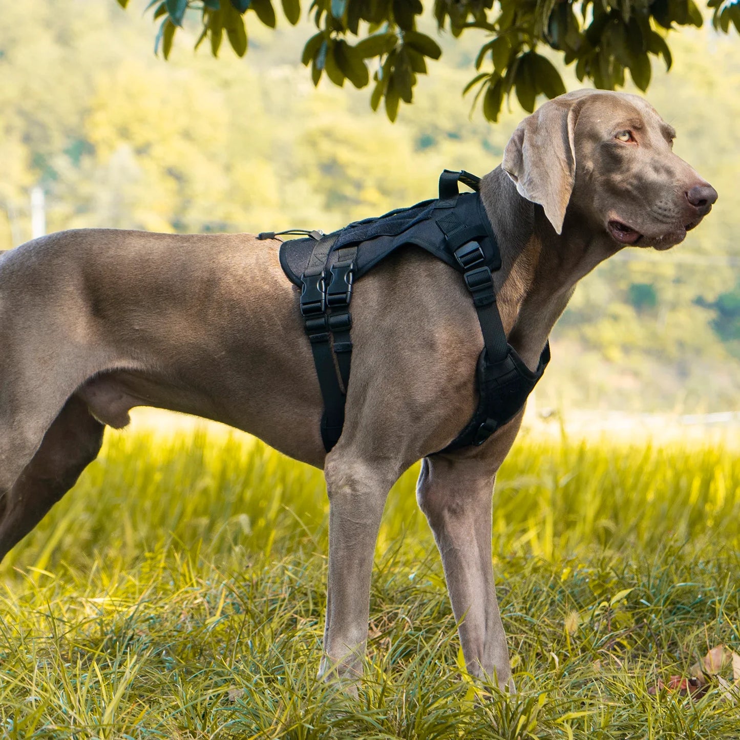 Tactical Dog Harness Chest Strap Anti Slip Heavy Duty Pet Vest