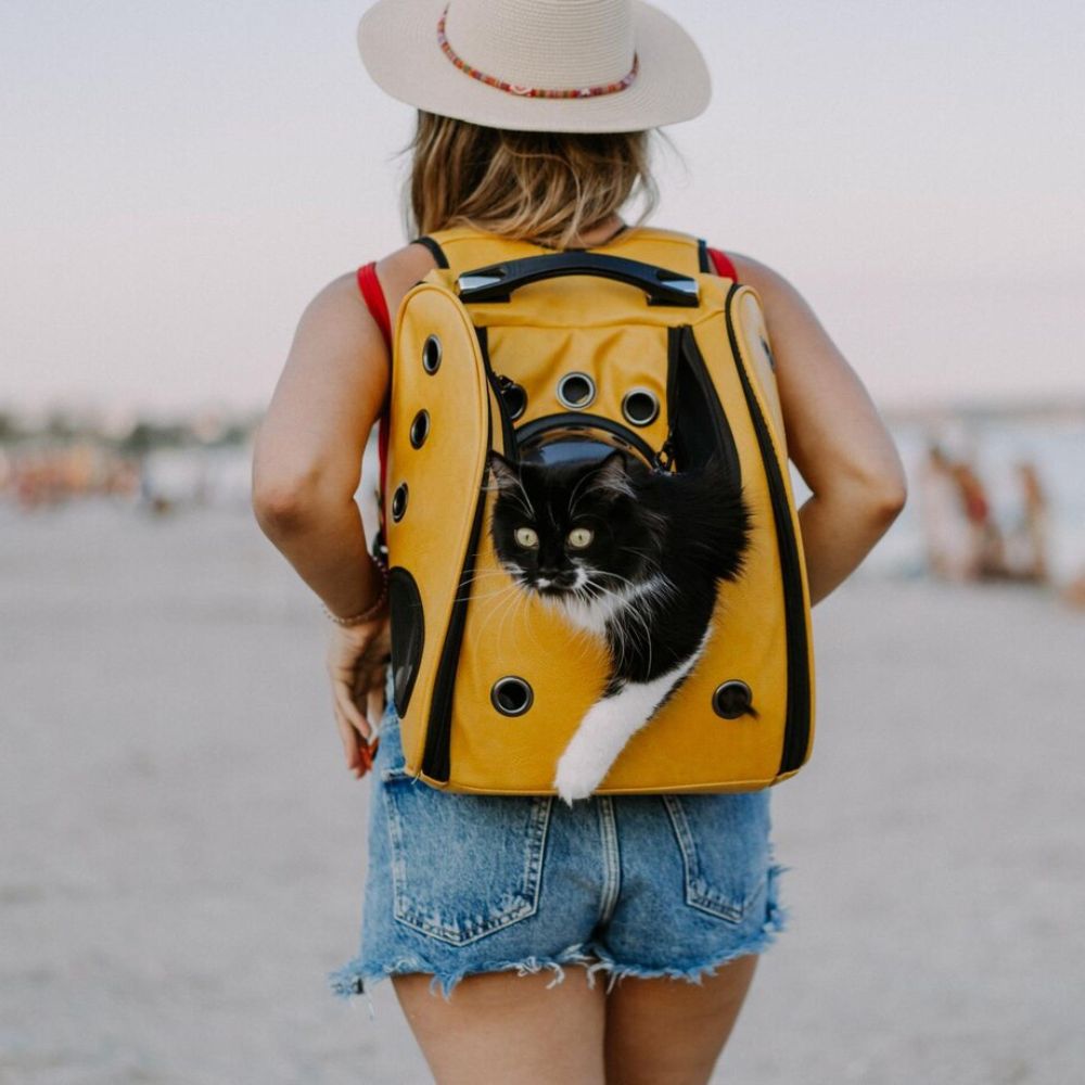 Person with a yellow backpack featuring a cat, standing on a beach.